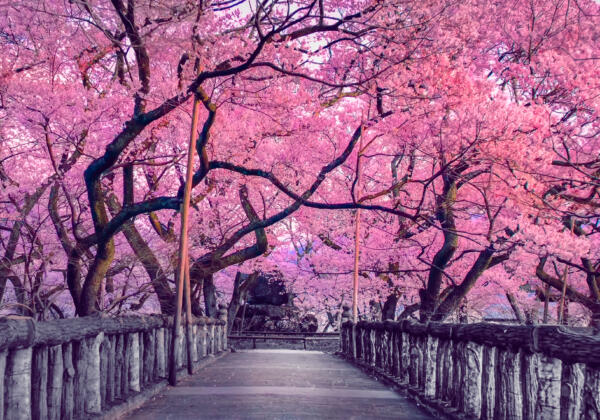 Beautiful,pink,cherry,trees,blooming,extravagantly,at,the,end,of