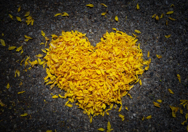 Yellow,heart,made,of,flower,petals,on,dark,background,closedup,