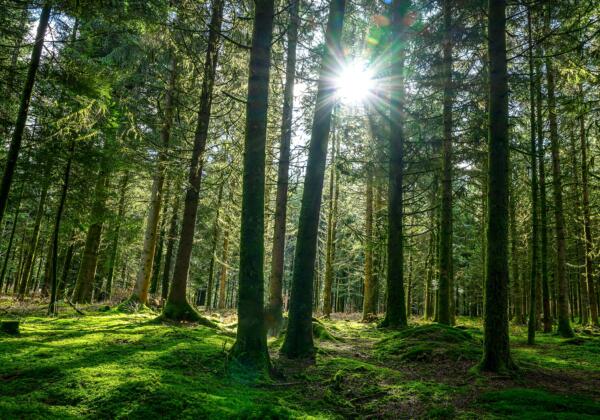Sunlight,in,a,green,forest.,forest,sunbeam.,ray,of,sunlight